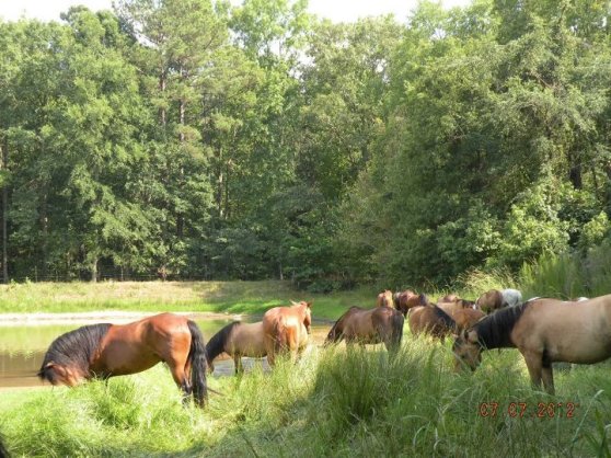 Horses at the pond-Proud Horse Sanctuary