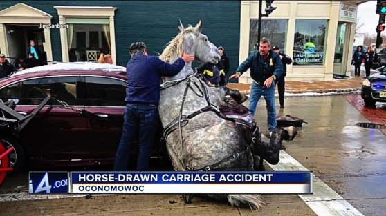 photomania-horse carriage accident-horse on car