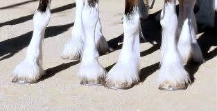 horse hooves 2 horses